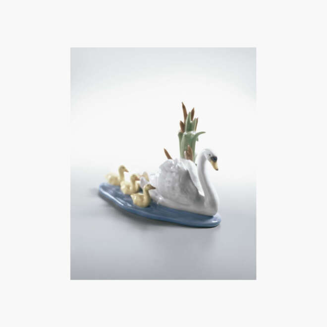 Cisne Con Su Cría